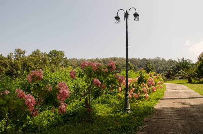 Botanical gardens, road with pink flowers, Mae Sa Valley, Chiang Mai. 