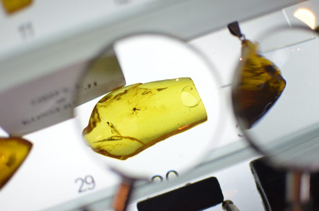 Mosquito trapped in amber