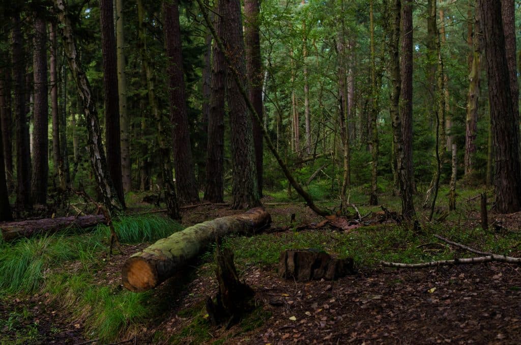 forest in slowinsky national park 