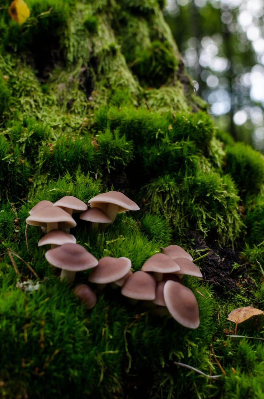 forest slowinski national park 
