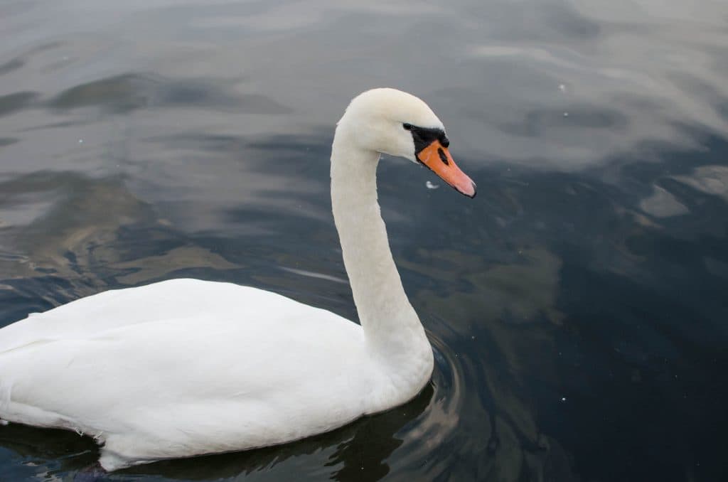 gdynia-swan-sea