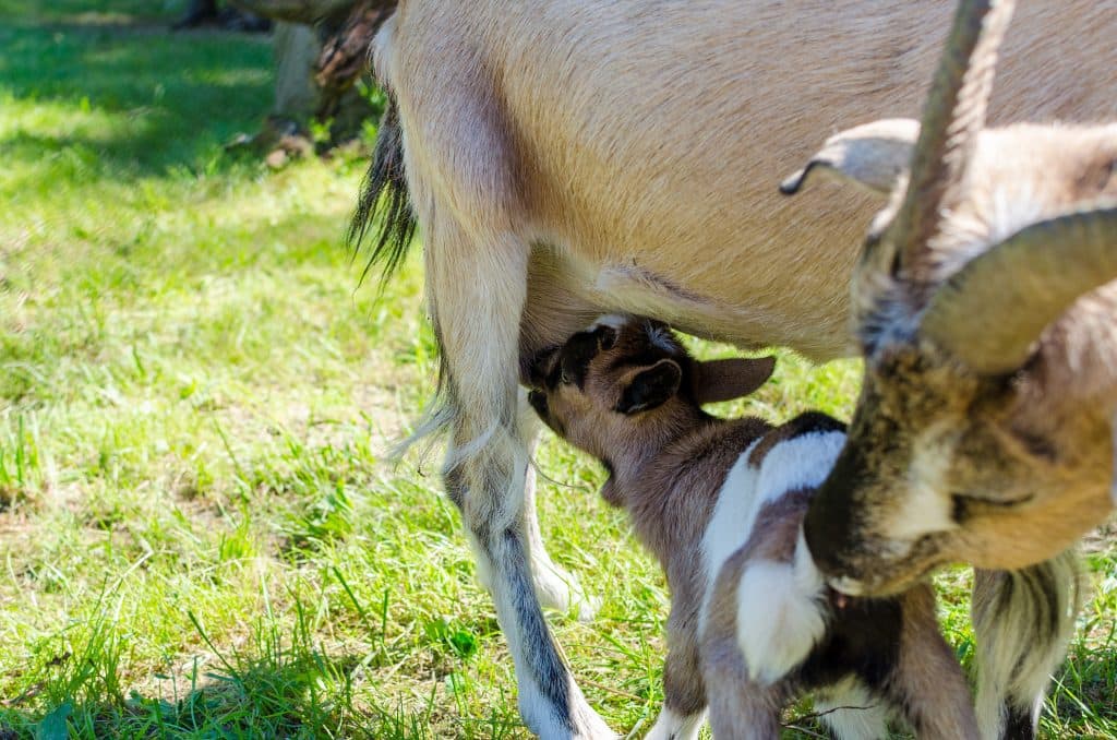 leba-dinosaur-park-goats-1