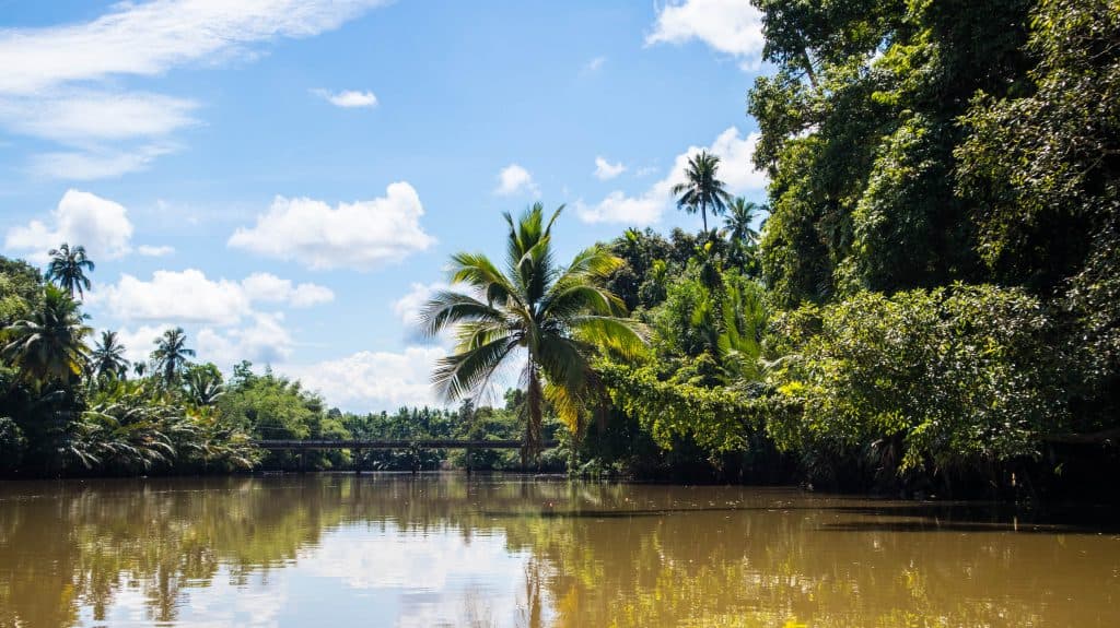 palm trees on a canal with murky water in trat, thailand 