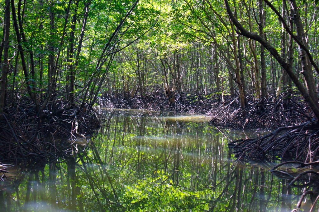 mangrove forest leading to koh klang village 