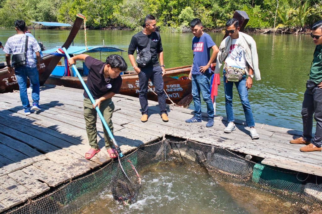 men fishing out large fish on a farm on koh klang, krabi, thailand. 