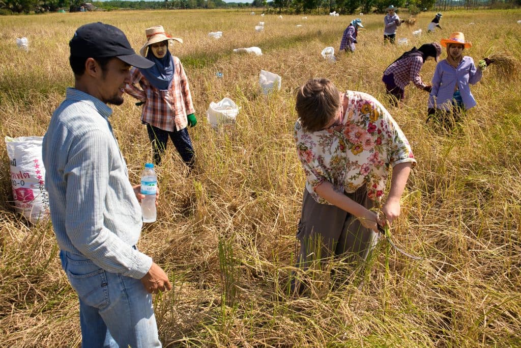 a tourist woman cuts rice on a rice field with thai women watching and a thai man speaking to her