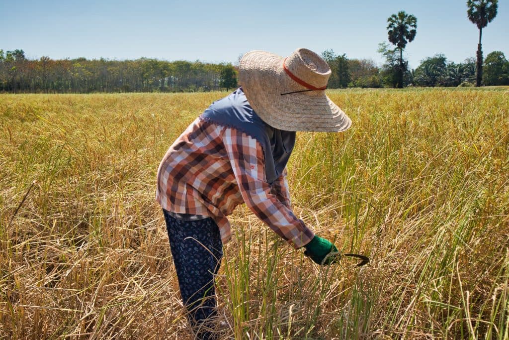 a Thai woman dressed in long shirt and trousers, wearing a hat, cuts rice with a metal tool. 