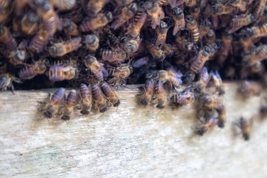 a group of bees on a white wood. 