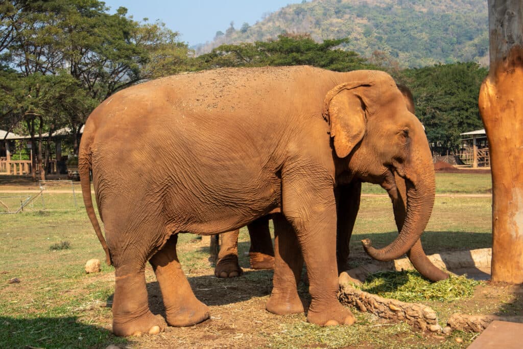 Elephant, Thailand, Elephant Nature Park