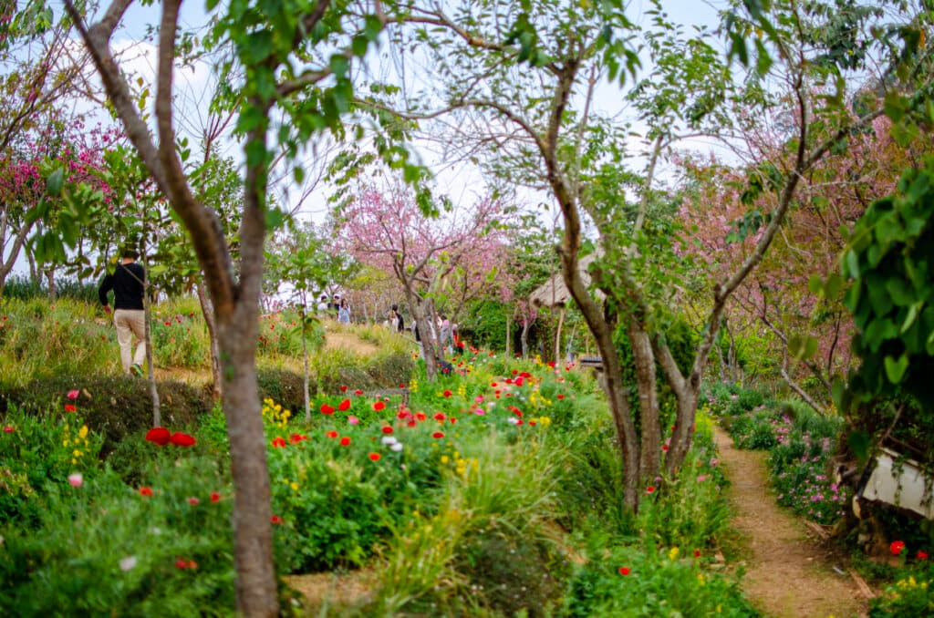 Drzewa, pojekt Nong Hoi, Chiang Mai. 