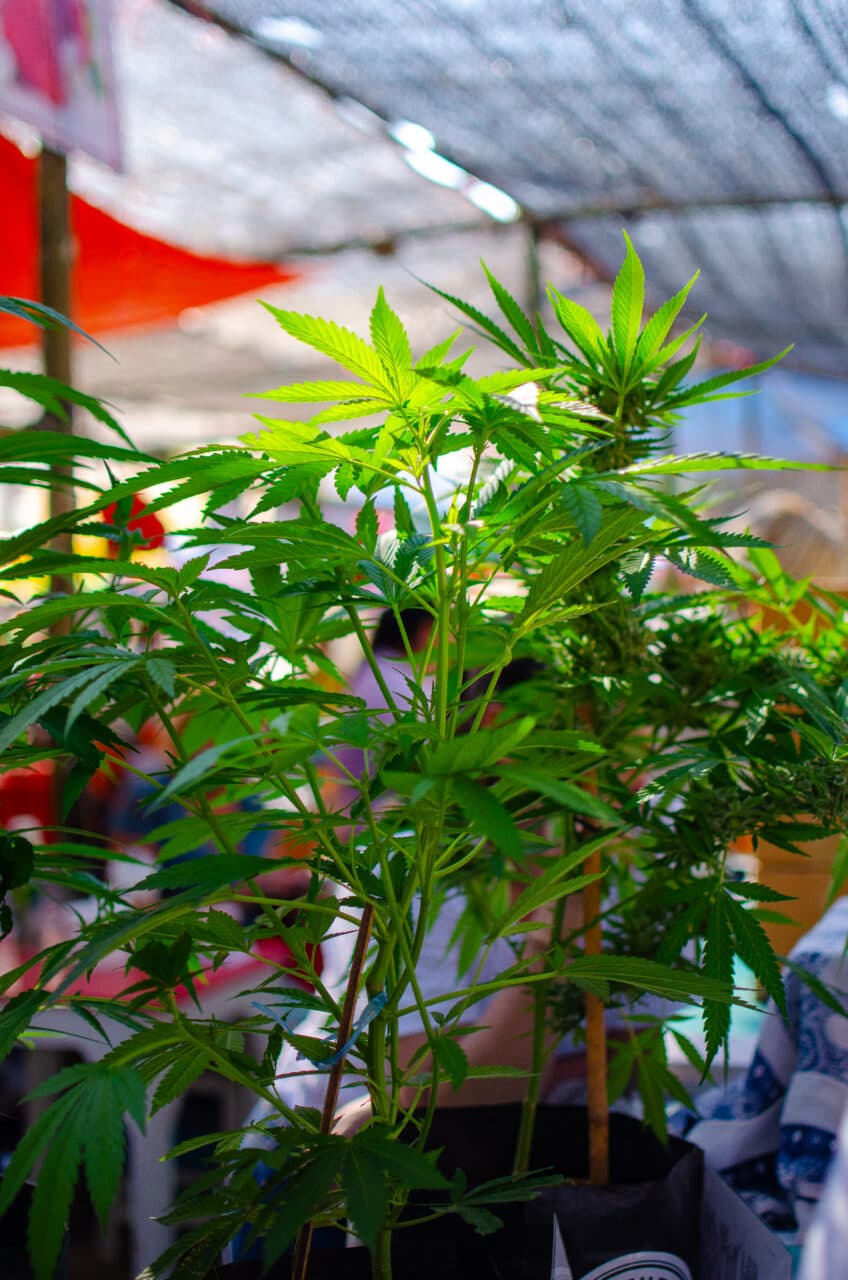 A marijuana plant in the local market in Thailand. 