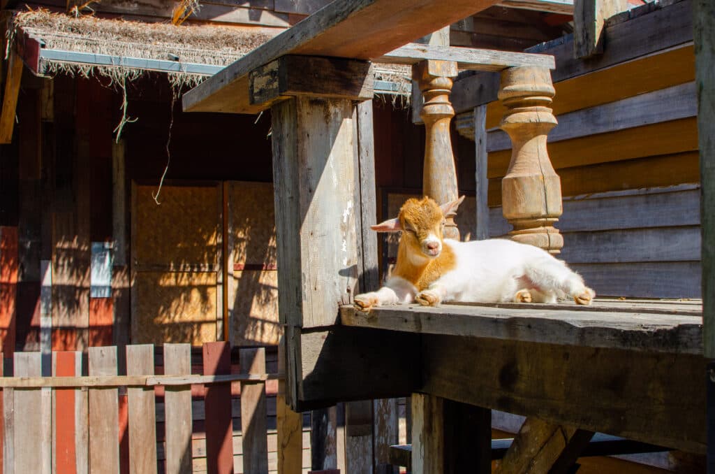 A goat resting in the sun in Thailand. 