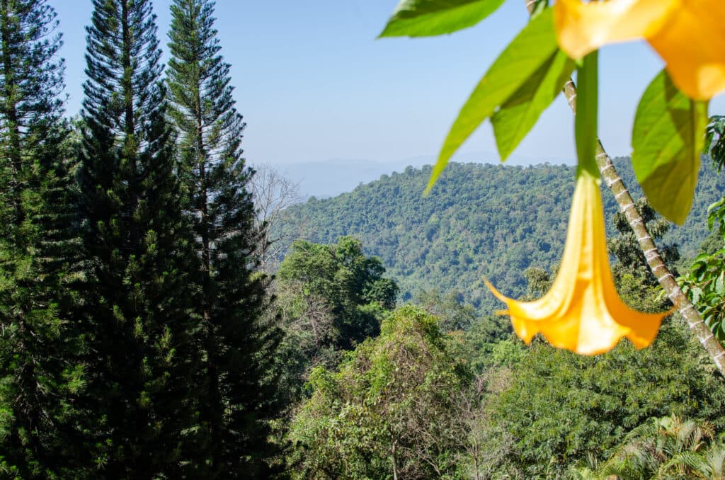 Kwitnące kwiaty na szczycie Doi Suthep, Chiang Mai. 