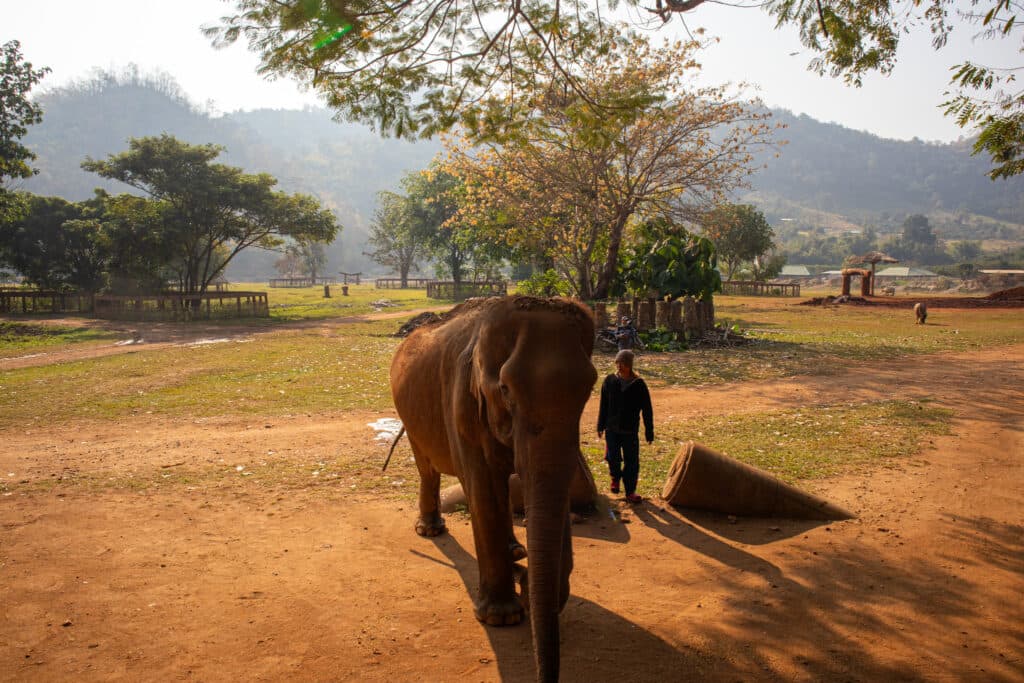 Elephant, Thailand, safari