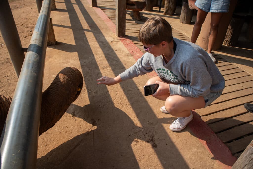 Elephant feeding, Elephant Nature Park