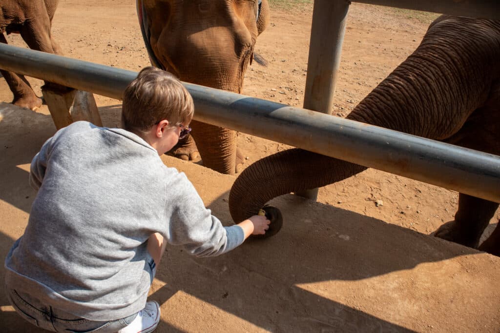 Elephant, Thailand, feeding