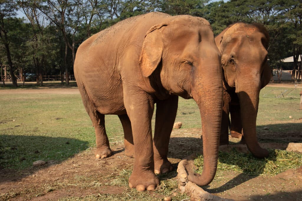 Elephants, Thailand