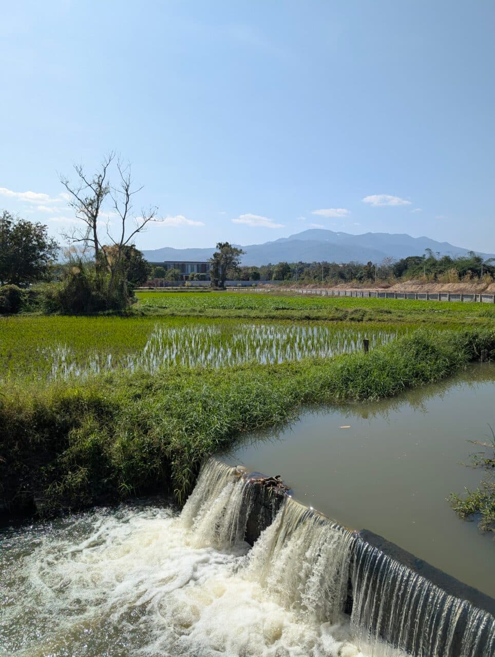 A rice field with waterfall, Mae Rim. 