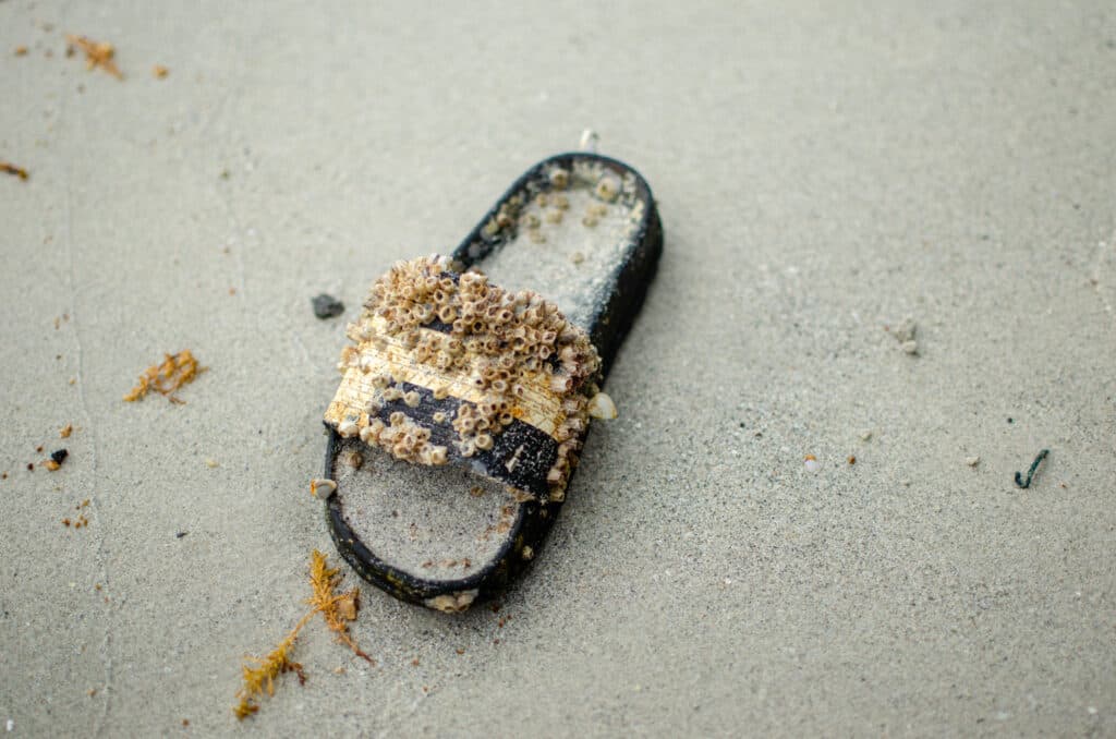 flip flop on the beach 