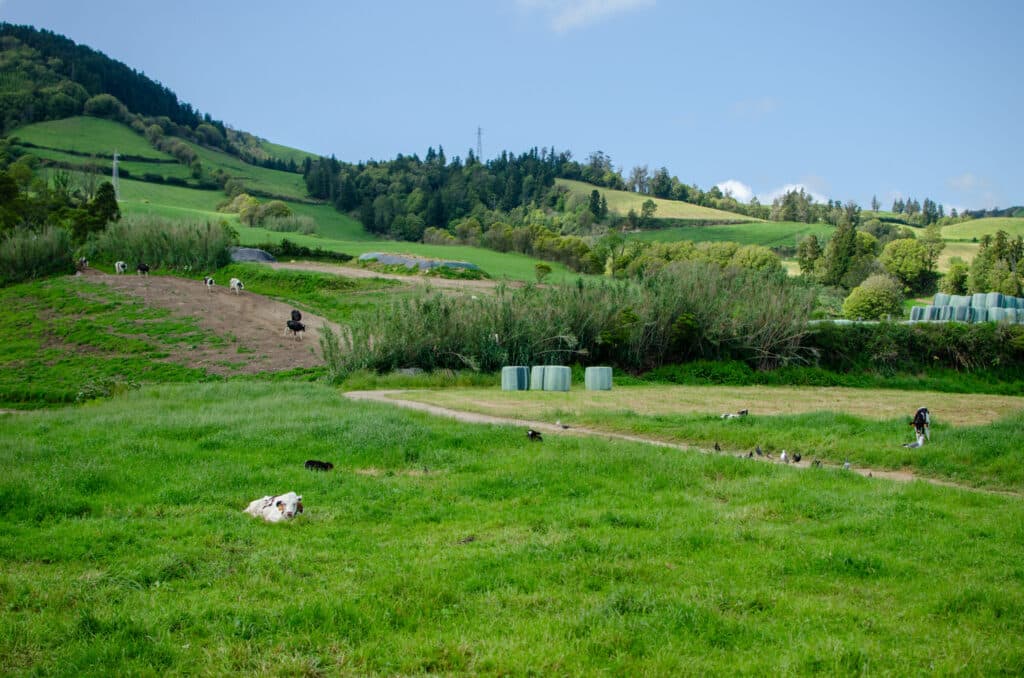 Sao Miguel, Azory, zielone pola i krowy