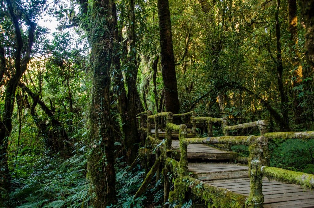 Moss trail at Doi Inthanon National Park
