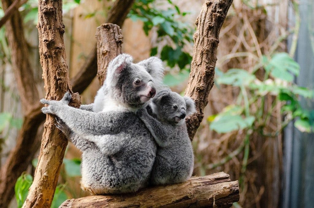 two koalas sitting on a tree in melbourne, australia