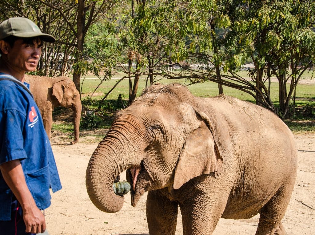 Słoń i jego mahout w Elephant Nature Park