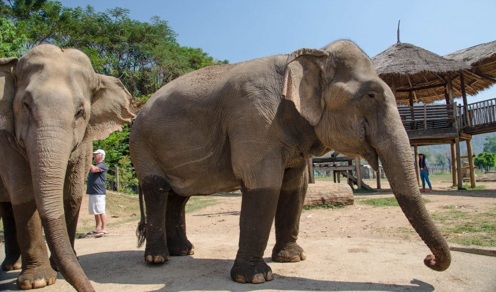 Słonie, Elephant Nature Park