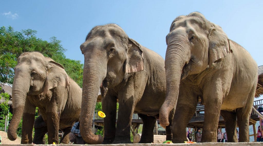 Słonie w Elephant Nature Park 