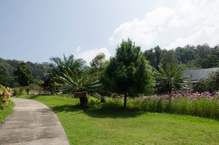 Trees and palm treets, botanical garden, chiang mai. 