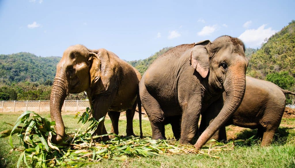 elephants in the elephant nature park, chiang mai
