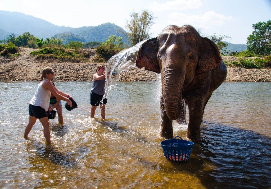 Bathing an elephant at elephant nature park 