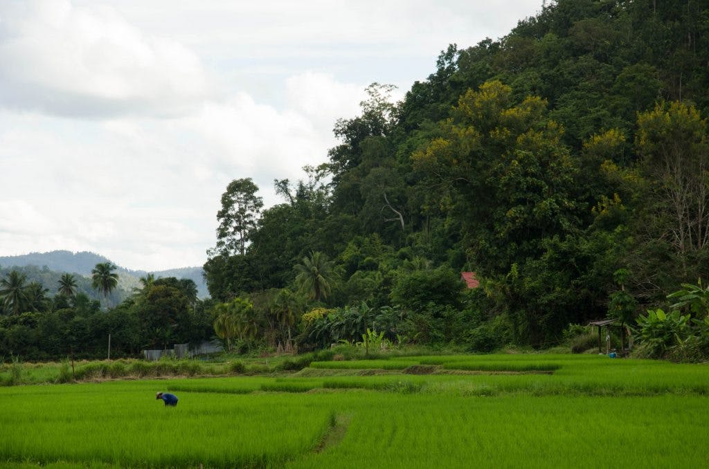 Rice fields around Chiang Dao