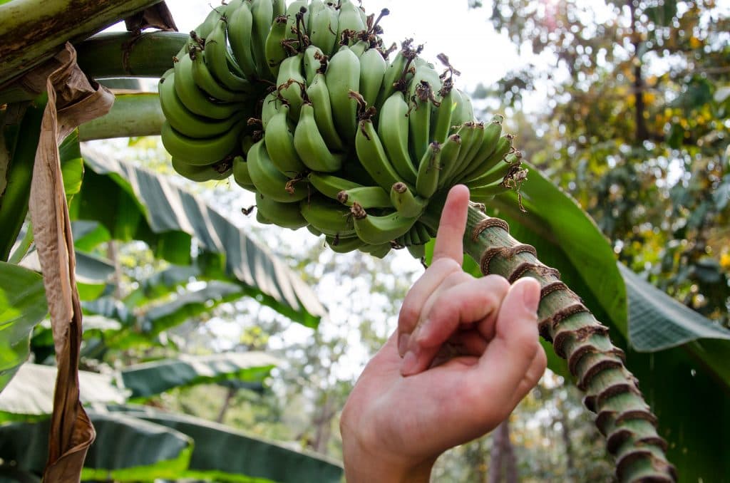 Baby bananas at Queen Sirikit Botanic Garden