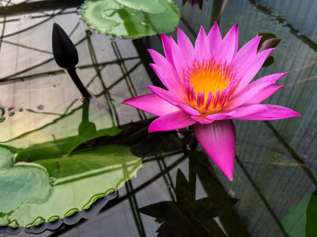 Lotus flower at Queen Sirikit Botanic Garden in Chiang Mai