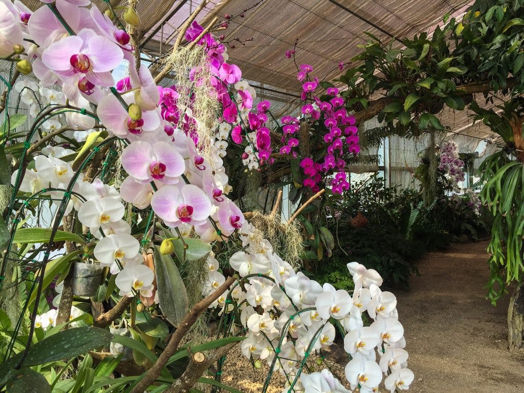 Orchids at Queen Sirikit Botanical Garden in Chiang Mai