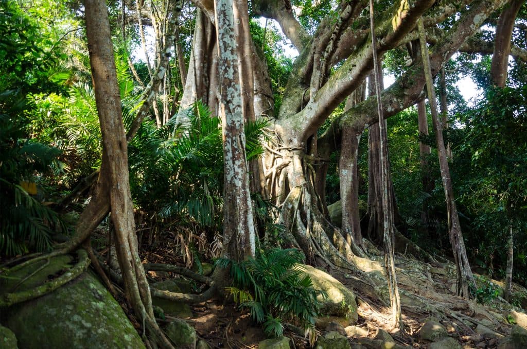 A banyan tree in Vietnam.