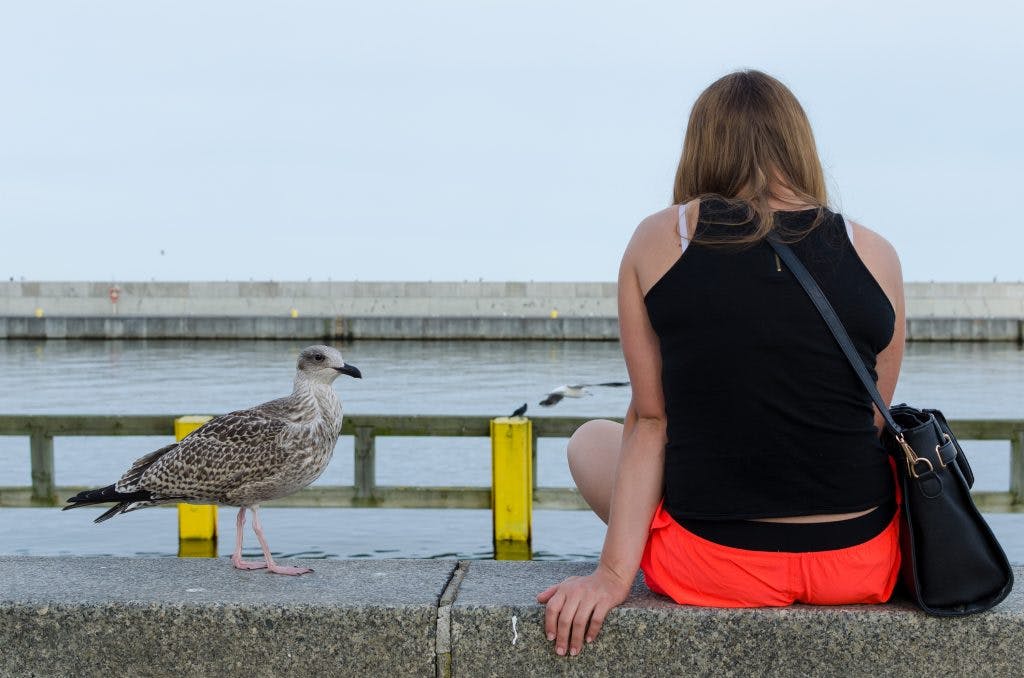Seagull and girl at the Pier