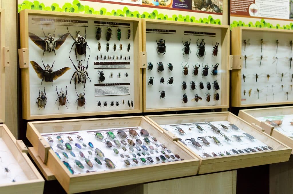 leba-butterfly-museum-bugs-1