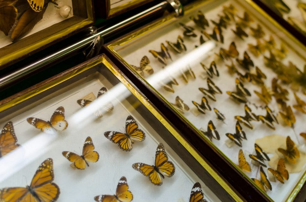 leba-butterfly-museum-exhibits-1