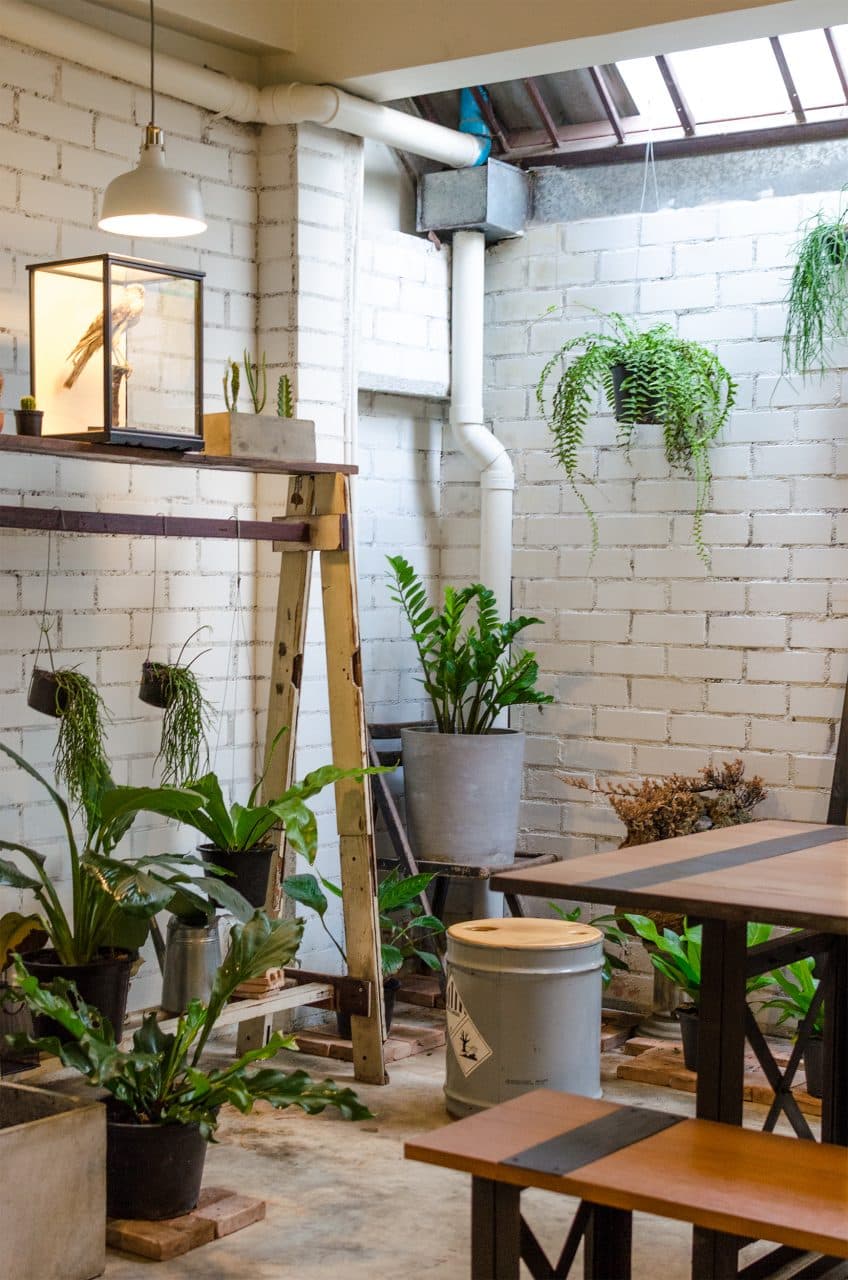 Green fern at Taxidermy in Chiang Mai