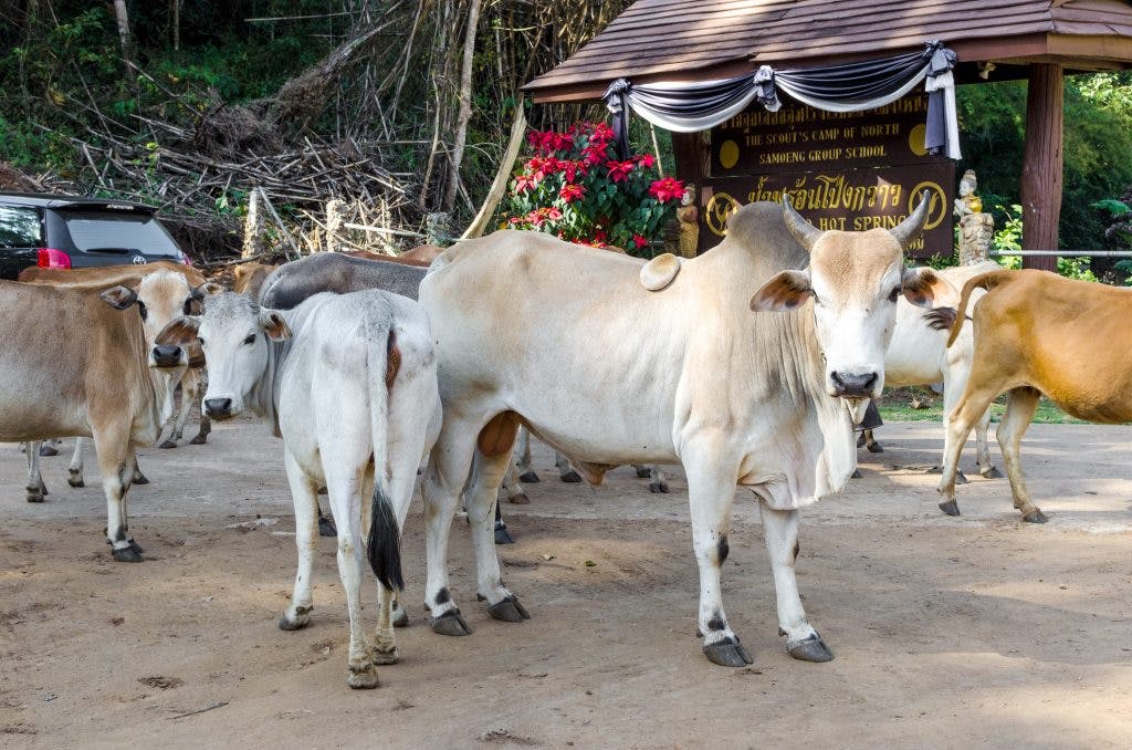 Free roaming cows at the entrance to Pong Kwao Hot Springs in Chiang Mai