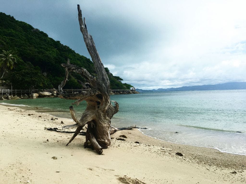 Old tree leela beach had rin koh phangan