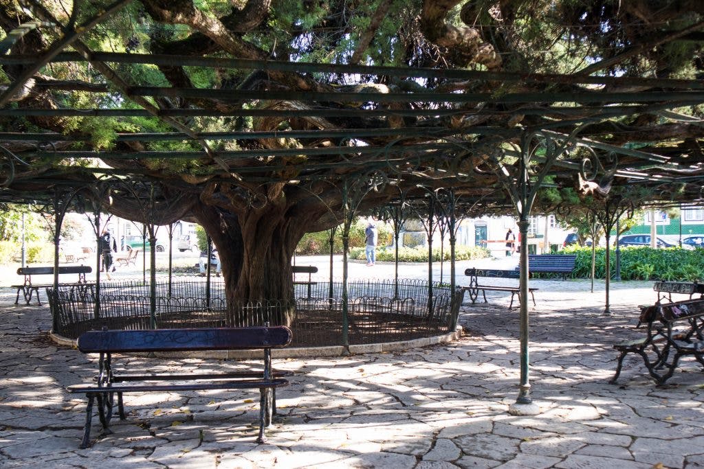 rozłożyste drzewo w lizbonie