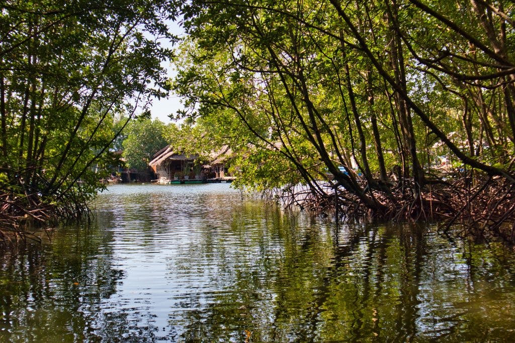 Wioska widziana z łódki z lasu namorzynu w Koh Klang, w Tajlandii. 