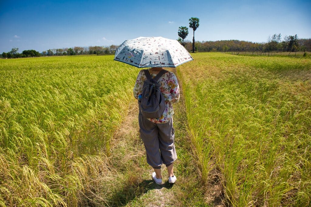 zagraniczna turystka stoi na polu ryżowym w tajlandii tyłem do kamery. trzyma parasolkę, która chroni ją od słońca. 
