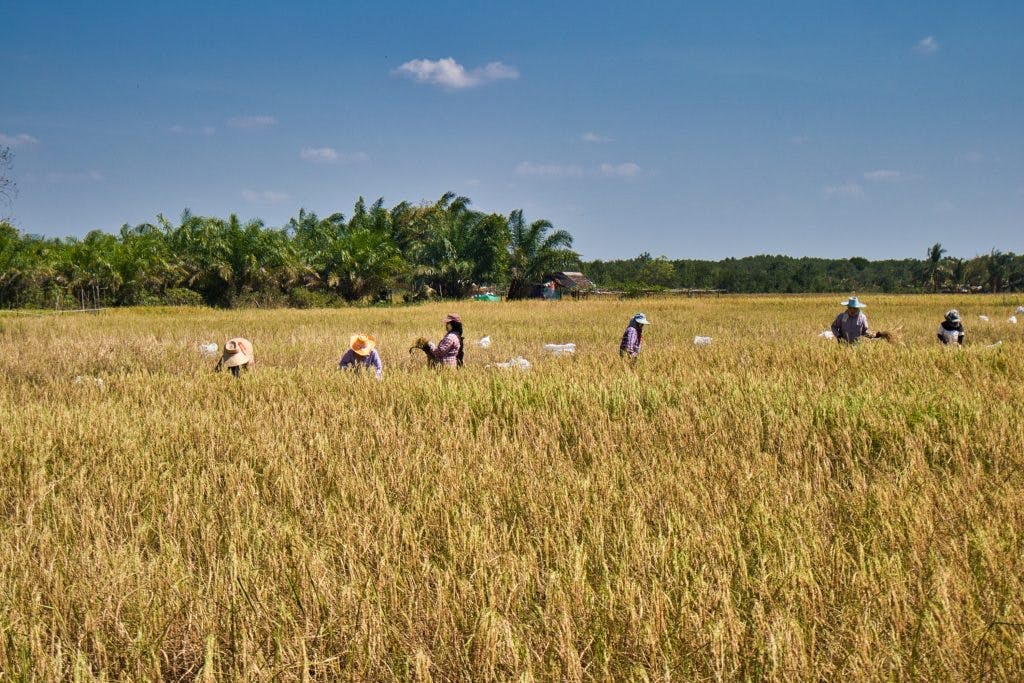 a group of women collecting rice on the rice fields in thailand, krabi, koh klang. they are wearing hats and have tanaka paste on their faces. 