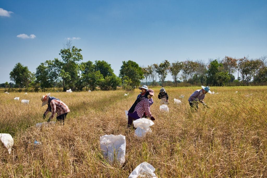 a group of thai women working on a rice fields in koh klang, thailand. they are wearing hats and long sleeved shirts. they put rice in white plastic bags. 