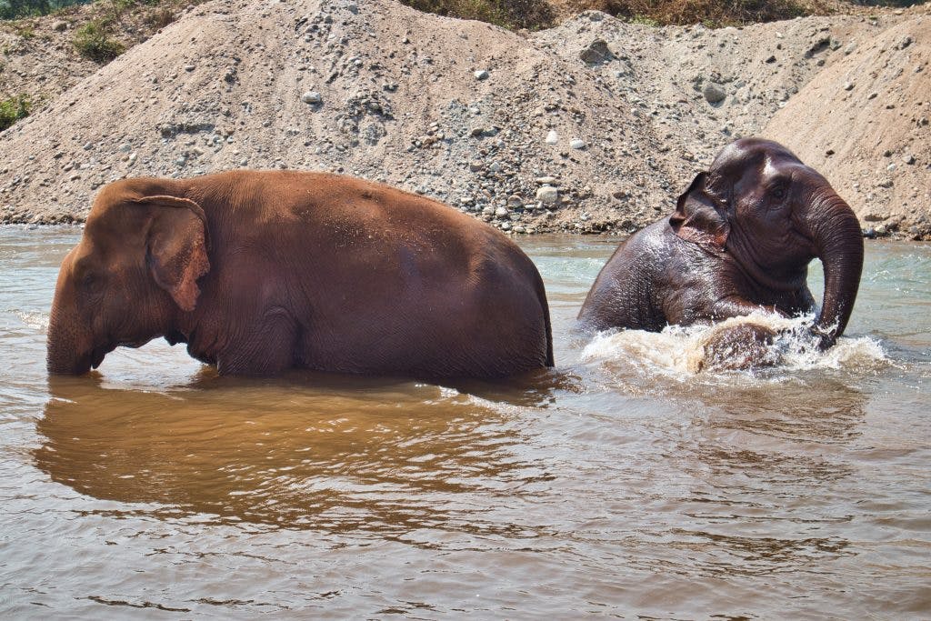 two elephants bathing in a river at elephant nature park, thailand 