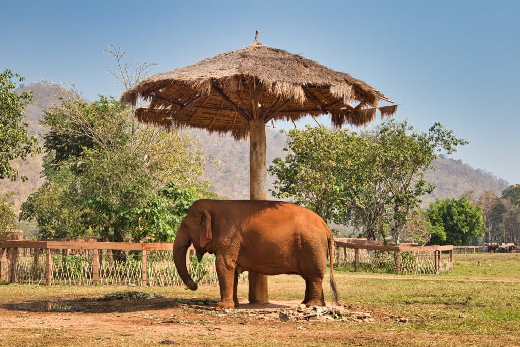 an elephant standing under an umbrella on a field at elephant nature park, thailand